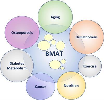 Report From the 6th International Meeting on Bone Marrow Adiposity (BMA2020)